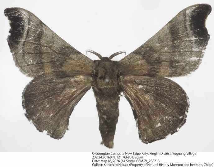 Bombyx mandarina_CBM-ZI_238713.jpg